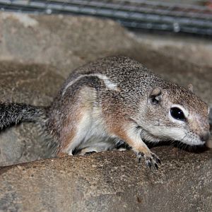 Harris's antelope squirrel (Ammospermophilus harrisii) 2010