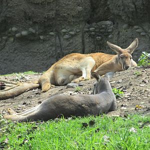 red kangaroos