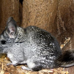 long-tailed chinchilla (Chinchilla lanigera) 2010