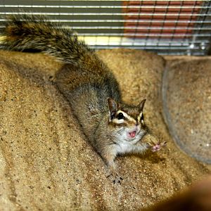cliff chipmunk (Tamias dorsalis) 2010