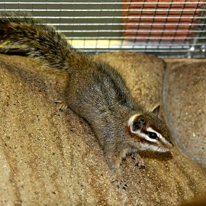 cliff chipmunk (Tamias dorsalis) 2010