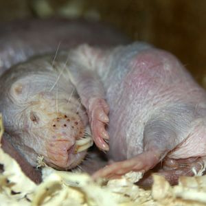 naked mole-rat (Heterocephalus glaber) 2010