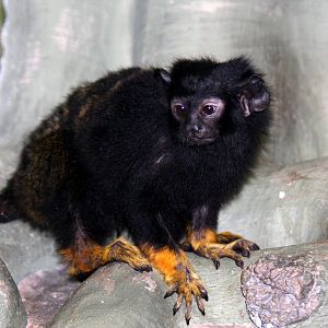 red-handed tamarin (Saguinus midas) 2010