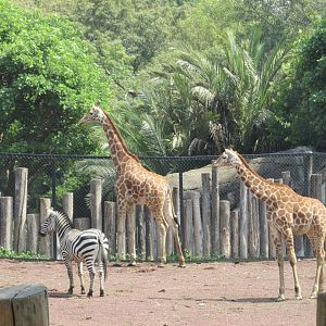 reticulated giraffes and grant´s zebra