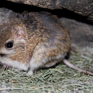 banner-tailed kangaroo rat (Dipodomys spectabilis) 2010