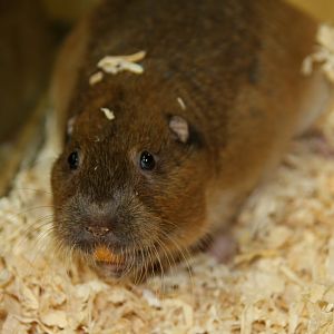 Botta's pocket gopher (Thomomys bottae) 2010
