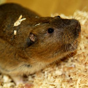 Botta's pocket gopher (Thomomys bottae) 2010