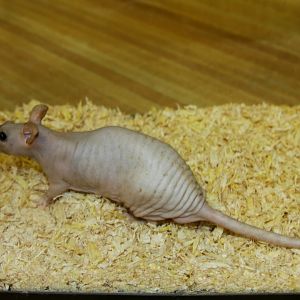 hairless rat (Rattus norvegicus) 2010