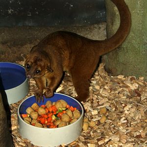 kinkajou (Potos flavus) 2010