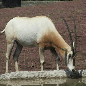 scimitar horned oryx