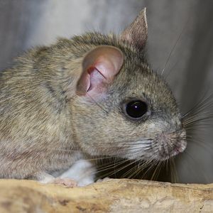 white-throated woodrat (Neotoma albigula) 2010