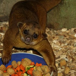 kinkajou (Potos flavus) 2010