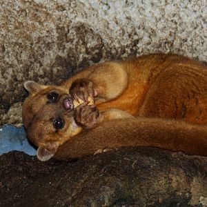 kinkajou (Potos flavus) 2010