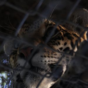 leopard or jaguar, can't tell haha 2010