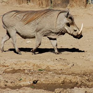 common warthog (Phacochoerus africanus) 2010