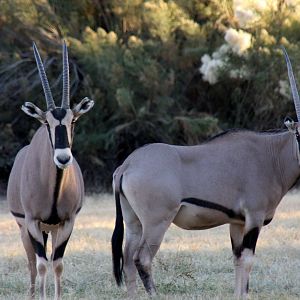 East African or Beisa oryx (Oryx beisa) 2010