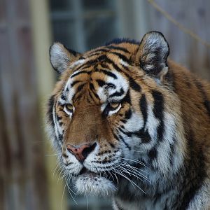 Siberian tiger Kharlan († July  14th 2015)