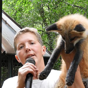 Keeper with Red Fox (Vulpes vulpes)
