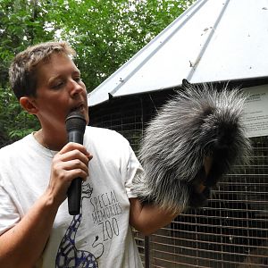 Keeper with North American Porcupine (Erethizon dorsatum)