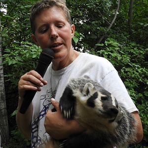 Keeper with American Badger (Taxidea taxus)