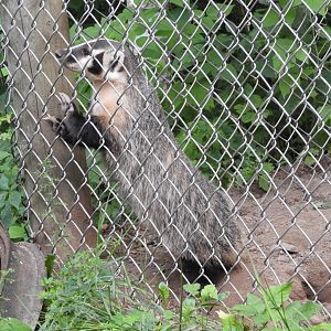 American Badger (Taxidea taxus)