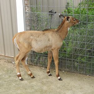 Adorable baby Nilgai (Boselaphus tragocamelus)
