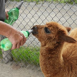 Baby Alpaca (Vicugna pacos) bottle feeding