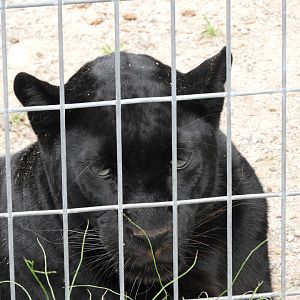 Leopard (Panthera pardus)