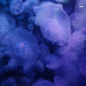 Moon jellyfish (Aurelia aurita)