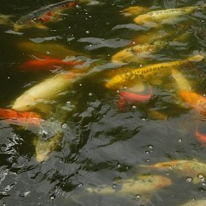 Koi (Cyprinus rubrofuscus) and Goldfish (Carassius auratus)