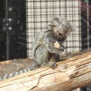 Baby Common Marmoset (Callithrix jacchus)
