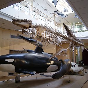 Cetacean gallery