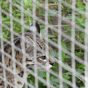 Geoffroy's Cat (Leopardus geoffroyi)