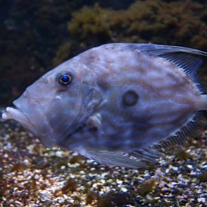 Zeus Faber - North Atlantic zone