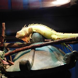 Green Iguana