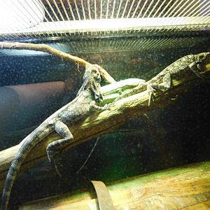 Indonesian Frilled Dragon