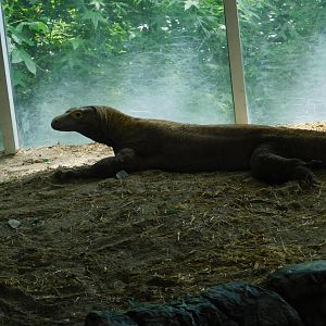 Komodo Dragon