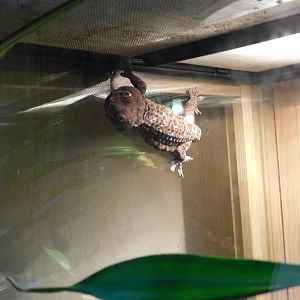 Tokay Gecko