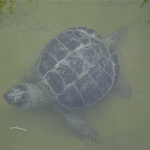 Chelydra serpentina