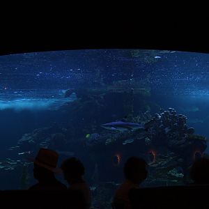 aquarium 2010