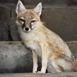 swift fox (Vulpes velox) scanned from 2006