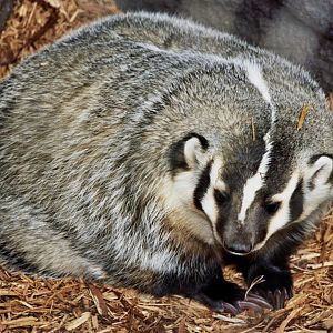 American badger (Taxidea taxus) scanned from 2006