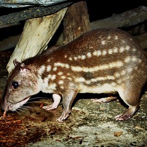 lowland paca (Cuniculus paca) scanned from 2006