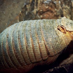 big hairy armadillo or large hairy armadillo (Chaetophractus villosus) scanned from 2006
