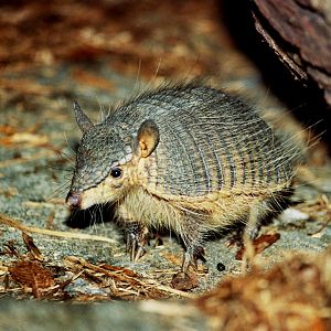 screaming hairy armadillo (Chaetophractus vellerosus) scanned from 2006