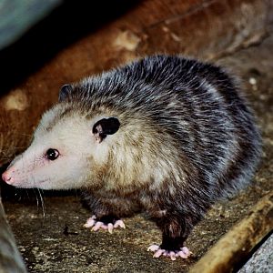 Virginia opossum (Didelphis virginiana) scanned from 2006