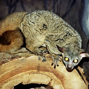 northern greater galago (Otolemur garnettii) scanned from 2006