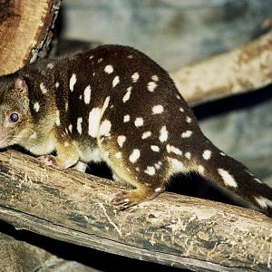 tiger quoll (Dasyurus maculatus) scanned from 2006