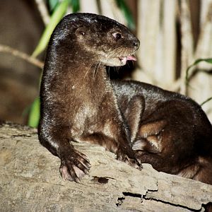 spotted-necked otter (Hydrictis maculicollis) scanned from 2006