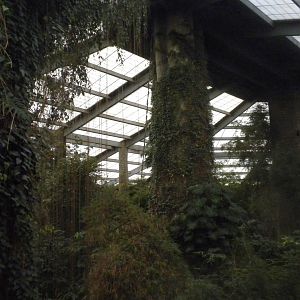 inside the Lied Jungle 2010